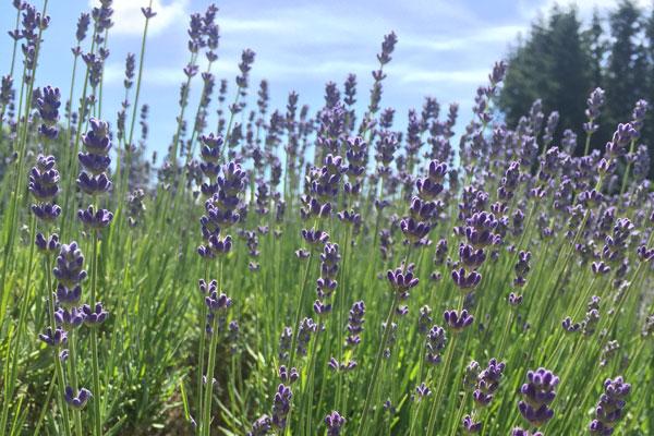 Blue Cushion Lavender